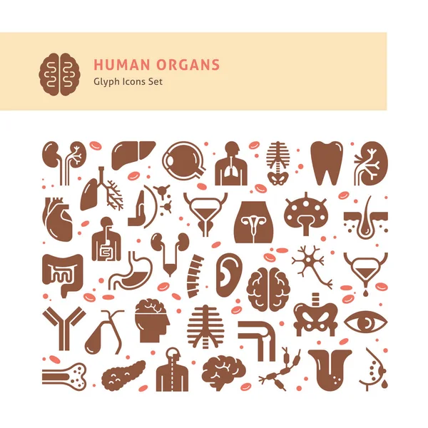 Conjunto de ícones vetoriais de órgãos humanos internos em um estilo linear isolado . —  Vetores de Stock