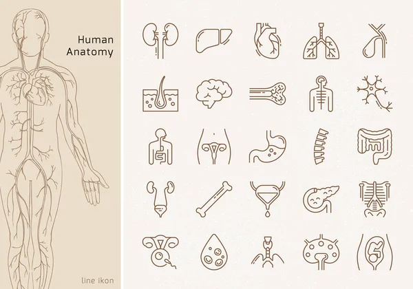 Grand ensemble d'icônes vectorielles linéaires d'organes humains avec signatures . — Image vectorielle