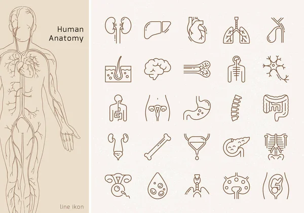 Grande conjunto de ícones vetoriais lineares de órgãos humanos com assinaturas . — Vetor de Stock