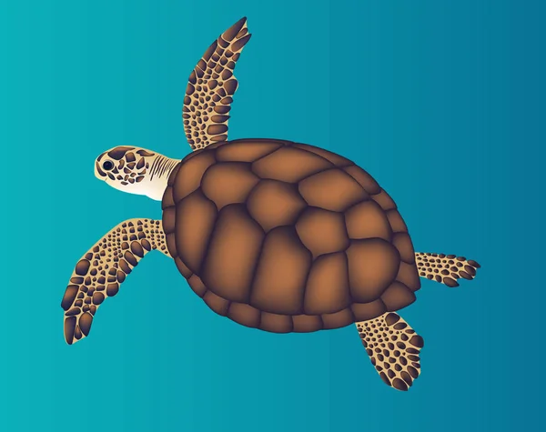 Sea brown turtle on blue background. Vector illustration — Stock Vector