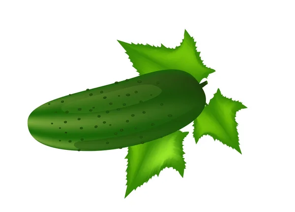 Komkommer met bladeren geïsoleerd op een witte achtergrond. Vectorillustratie — Stockvector