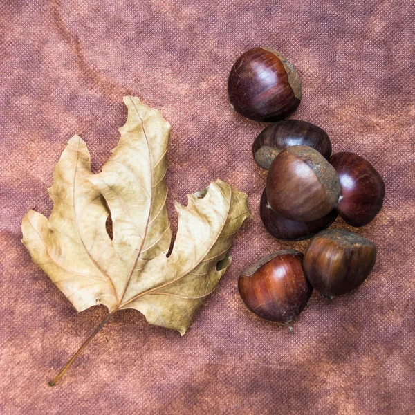 Quelques châtaignes sur fond de tissu brun avec des feuilles et crus Sh — Photo