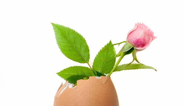 küçük pembe Gül mignon, bir boş yumurta kabuğu içinde 