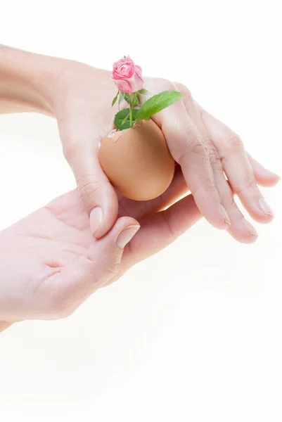 küçük pembe Gül mignon, içi boş yumurta kabuğu fema tarafından düzenlenen