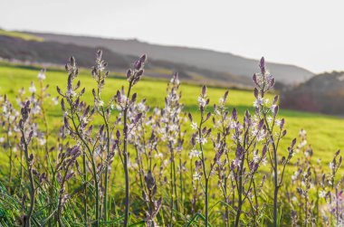 Asphodel çiçek ve bitki