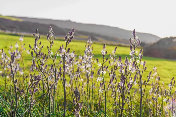 Asphodel çiçek ve bitki Stok Resim