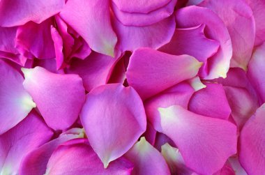 Pembe gül yaprakları ve güzel doku ile sorunsuz arka plan