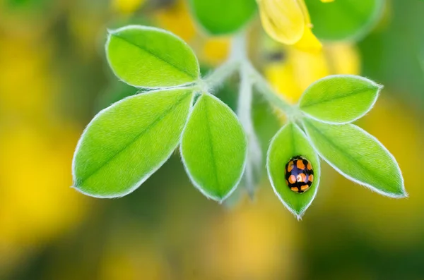 Tiny Ladybug on Leaves, Close Up with Vibrant ColorsBranch with Leaves and Vibrant Blurry Background — Stock Photo, Image