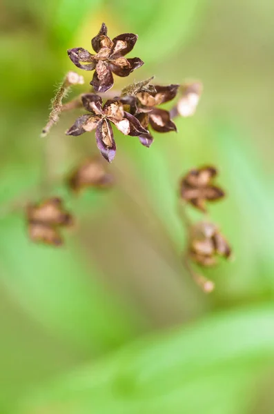 Yaprakları ve canlı bulanık arka plan ile şube