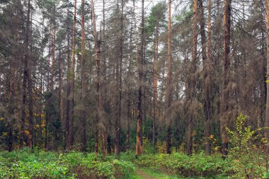Kuru ağaçlar bulaştırmak yanında sekiz dişli kabukları böcek orman neart şehrin Balashikha Moscow region, Rusya Federasyonu.