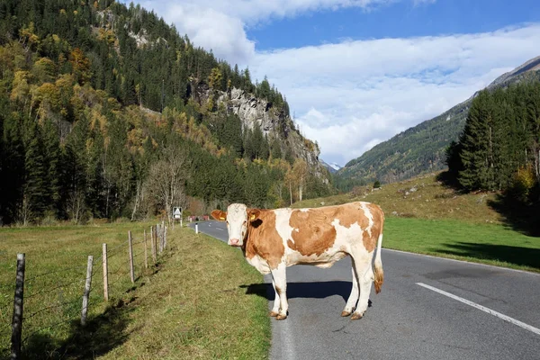 Bir inek ayakta Alpler yolda. Avusturya