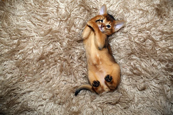 Funny Abyssinian Kitten Playing Fur Blanket — Stock Photo, Image