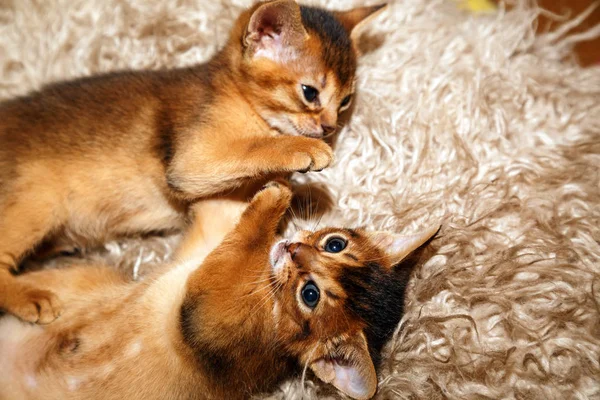 毛皮の毛布の上に横たわるアビシニアンの子猫 アビシニアの子ネコの互いのカップル — ストック写真