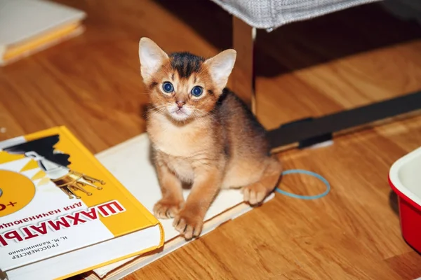 Abissínio gatinho brincando com os livros e fazendo bagunça no quarto . — Fotografia de Stock