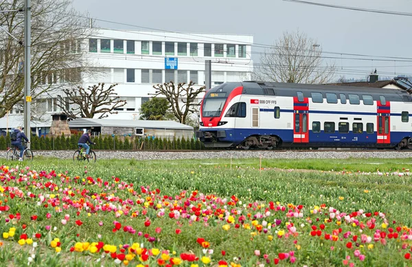Швейцарский двухэтажный поезд проходит мимо поля тюльпанов. Город Кам, кантон Цуг, Швейцария, Европа . — стоковое фото