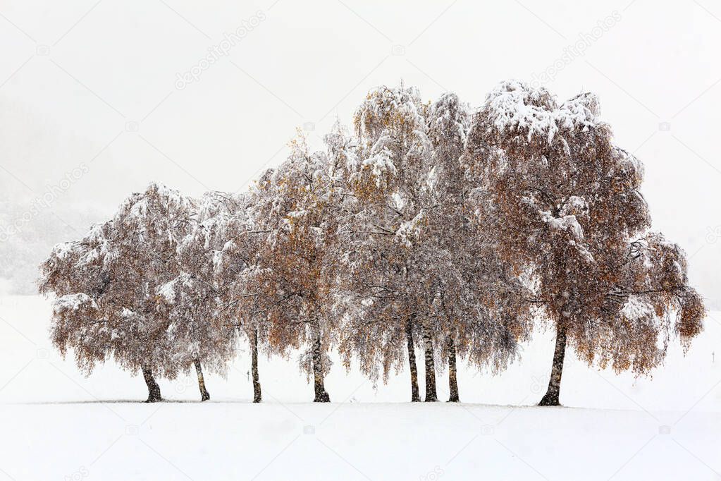 Winter snowy scene with trees under snowfall in winter day.