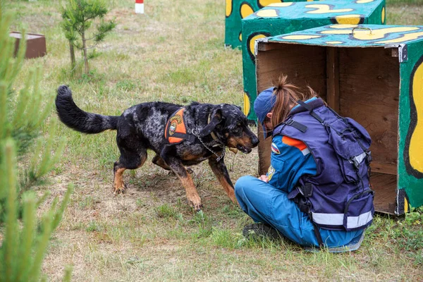 Kobieta prowadząca szkoli psa poszukiwawczo-ratowniczego, by zlokalizować zaginionych ludzi. — Zdjęcie stockowe