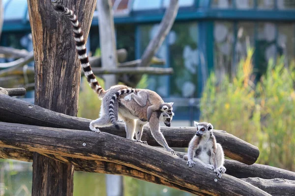 Family of Ring-tailed lemurs with a baby sitting on the back of mother.