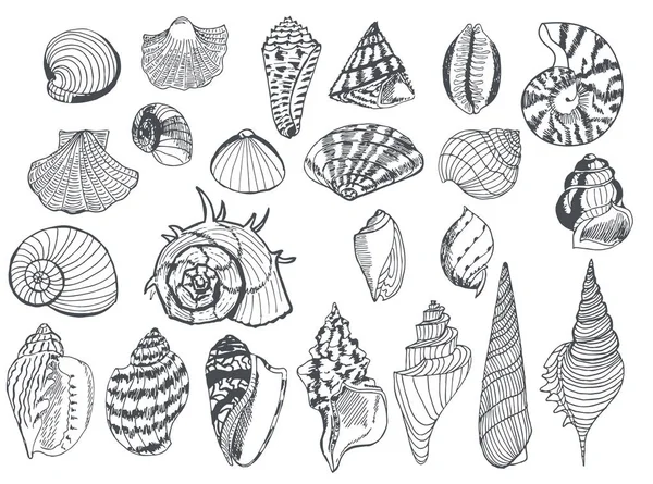 Conjunto de conchas marinhas de diferentes formas, desenhadas em forro preto. Han... —  Vetores de Stock