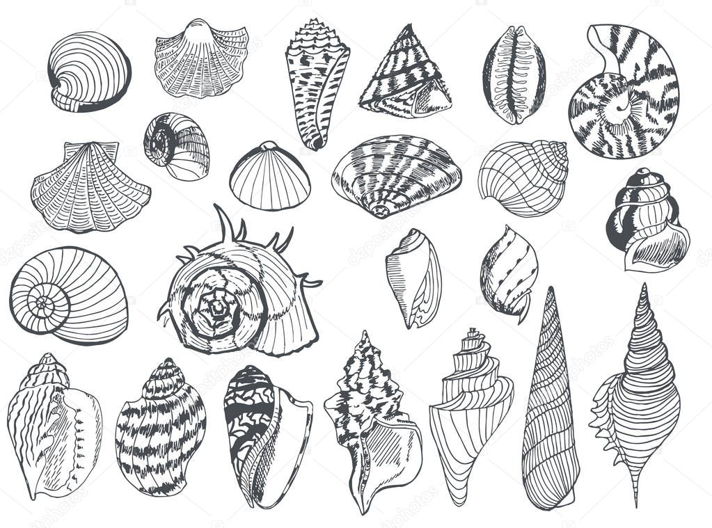 Set of sea shells of different shapes, drawn in black liner. Han