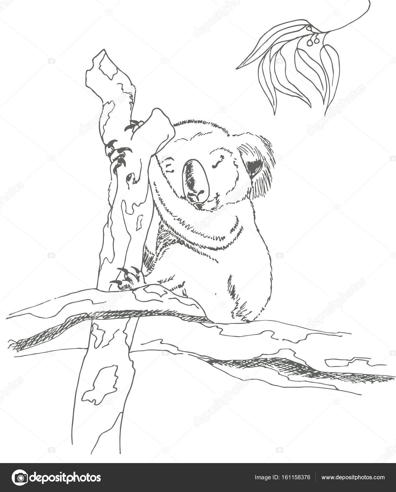 Sleeping Koala Bear Sketch Marker Stock Vector Elfhame