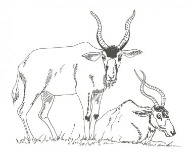 Boynuzlu antiloplar. Kroki işaretçisi. Vektör