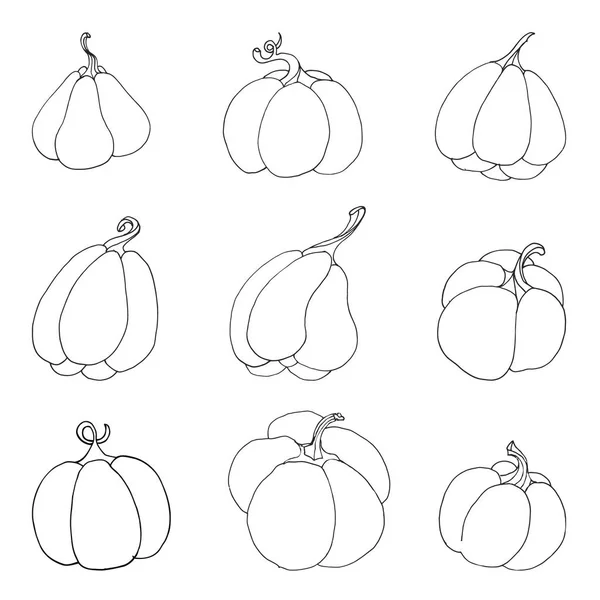 Conjunto de abóboras de diferentes formas no circuito. O esboço m —  Vetores de Stock