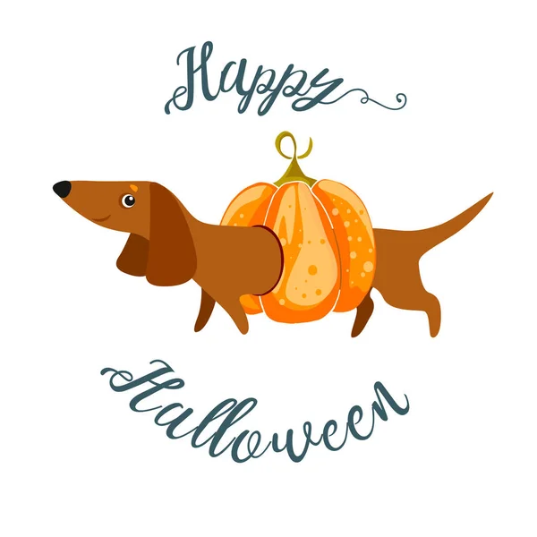 Cartolina Buon Halloween con bassotto in costume da zucca . — Vettoriale Stock