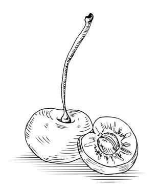 Kroki tüm kiraz ve kemik ile yarıya indirir. El yapımı çizmek
