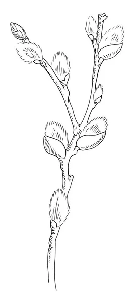 Branche d'un saule en fleurs. Tracez un paquebot. Dessin manuel. Végétaux — Image vectorielle