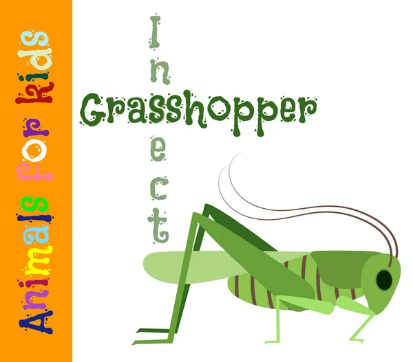 Grasshopper. Insect. Animals for children. Cards for the develop