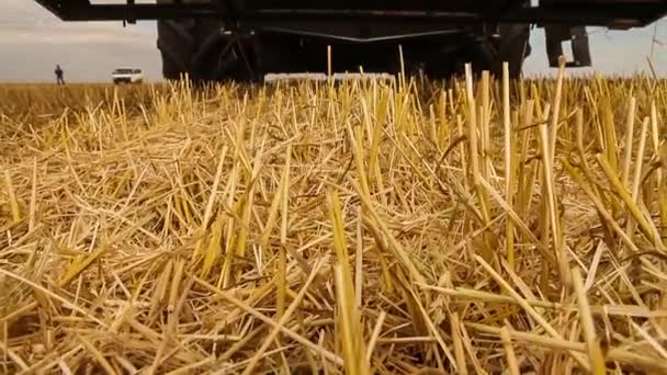 Combine colheitadeira. Colheita de trigo . — Vídeo de Stock