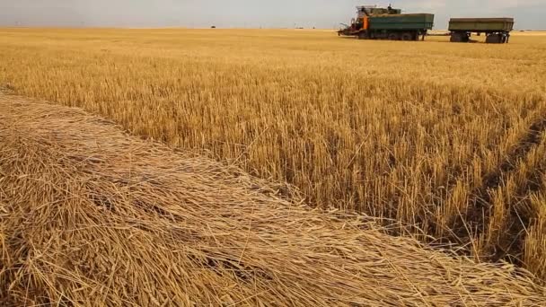 Розсічені вуха пшениці. Пшеничне поле. врожаю . — стокове відео