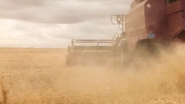 Комбинат рассеивает солому. Сбор пшеницы. Вид сзади. Серый дождь . — стоковое видео