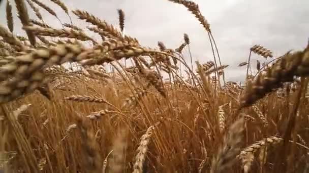 Reife Ähren. Goldenes Feld. Jahrgang. — Stockvideo