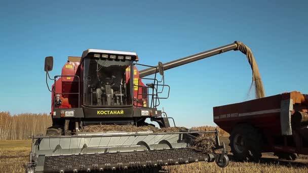 Rapsernte. Mähdrescher schüttet Getreide in LKW. — Stockvideo