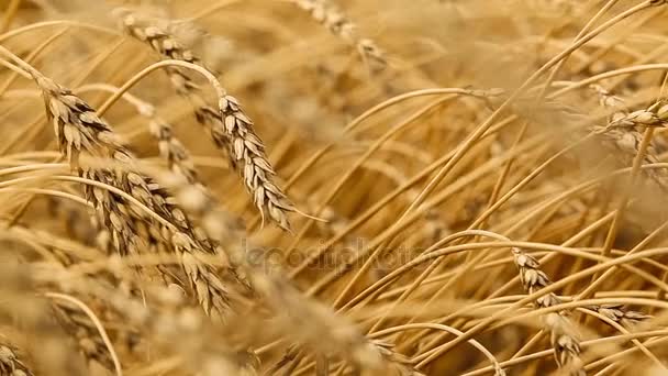 Ripe ears of wheat. Golden Field. Vintage. — Stock Video