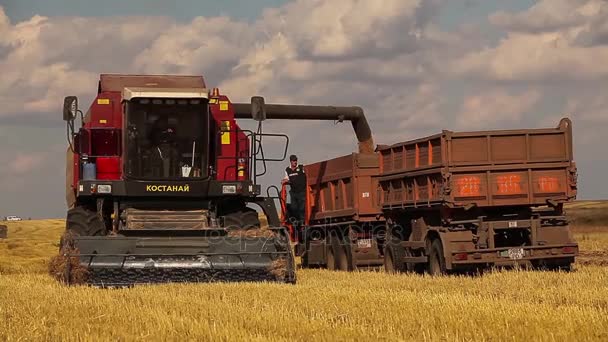 Havester rinner korn i en lastbil. — Stockvideo