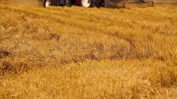 Combina spargimenti di paglia. Raccolta del grano. Vista posteriore. Cielo grigio della pioggia . — Video Stock