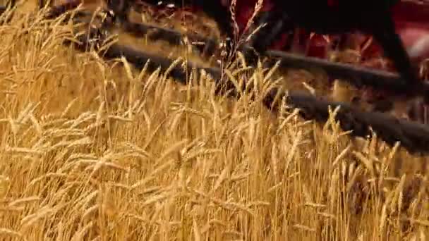 Combiner la moissonneuse. Récolte de blé .