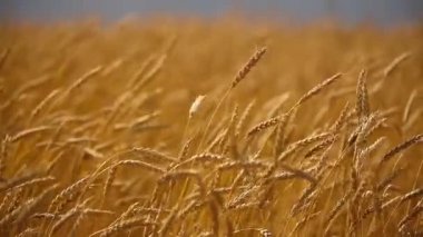 Olgun kulakları buğday. Altın alan. Vintage.