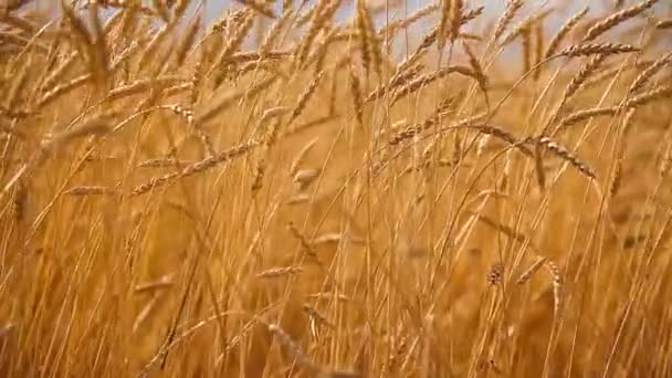 Orelhas maduras de trigo. Campo Dourado. Vindima . — Vídeo de Stock