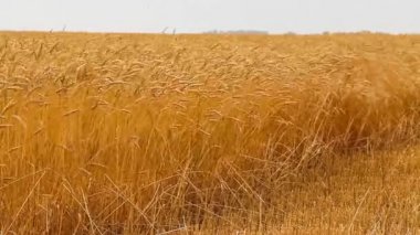 Olgun kulakları buğday. Altın alan. Vintage.