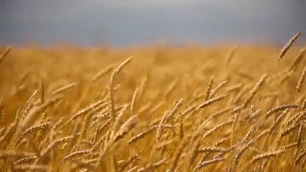 Orelhas maduras de trigo. Campo Dourado. Vindima . — Vídeo de Stock