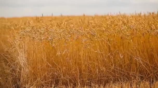 Rijpe oren van tarwe. Gouden veld. Vintage. — Stockvideo