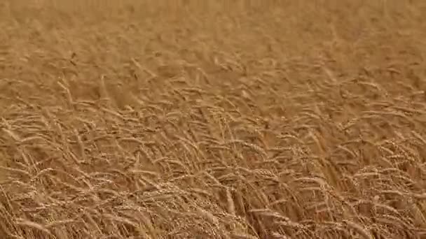 Zralé uši pšenice. Zlatá pole. Ročník. — Stock video