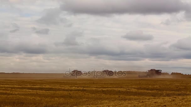 许多收割机。小麦丰收. — 图库视频影像