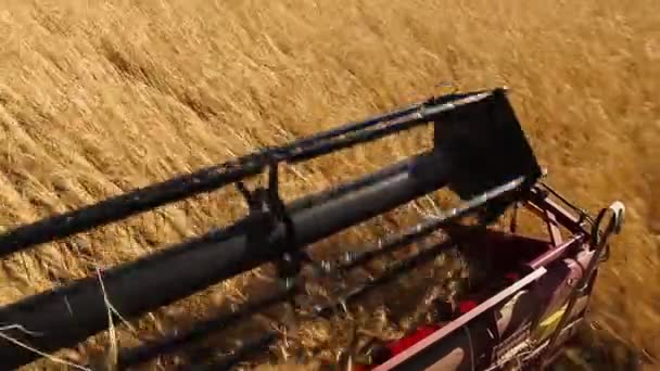 Kombajn. Sklizeň pšenice. — Stock video