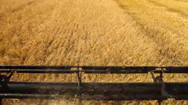 Combine harvester. Wheat harvest. — Stock Video