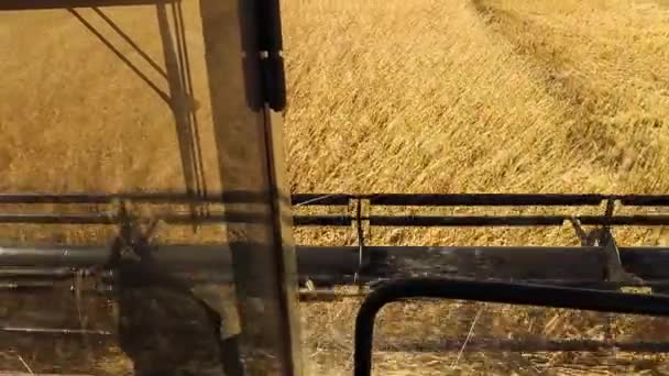 Combineer maaimachine. Tarweveld. Harvesting.View van de cabine. — Stockvideo